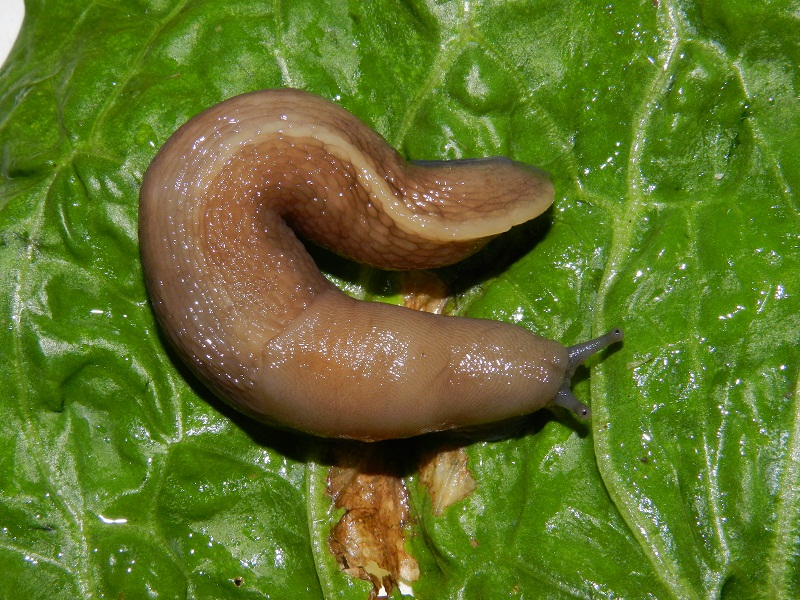 Limax alpinus da Serpiano (TI) / Svizzera